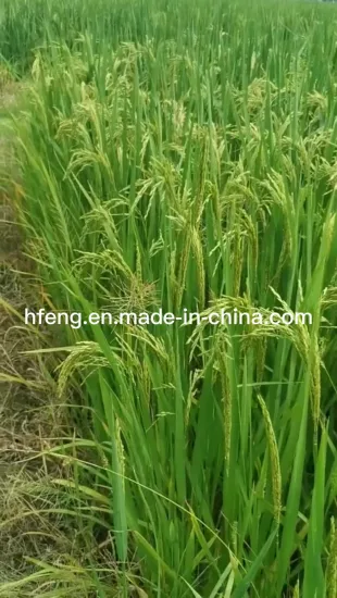 Rice Seed -Two Lines- The Best High Yield
