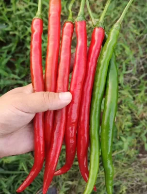 High Yield High Quality Hybrid Long Pepper Seeds