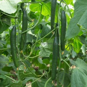 Hybrid Cucumber Seed Holland Cucumber Seeds Price