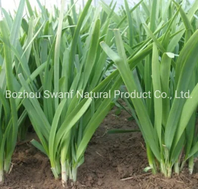 250/Bag Gardening Vegetable Fragrant-Flowered Garlic Seeds for Sowing